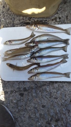 キスの釣果