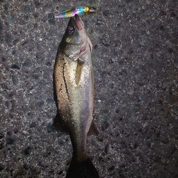 セイゴ（マルスズキ）