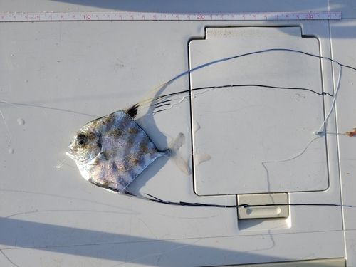 キスの釣果