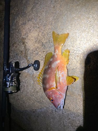 フエダイの釣果