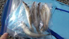 シロギスの釣果