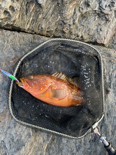 キジハタの釣果