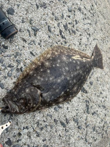ヒラメの釣果