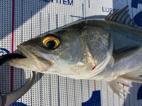 セイゴ（マルスズキ）の釣果