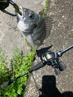 キビレの釣果