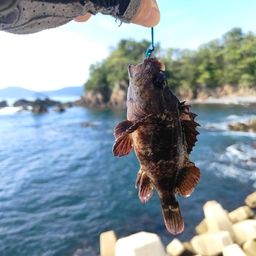 ムラソイ