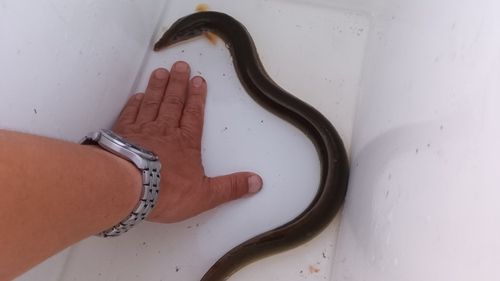 ウナギの釣果