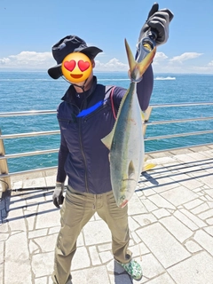 ツバスの釣果