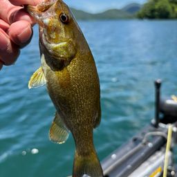 スモールマウスバス