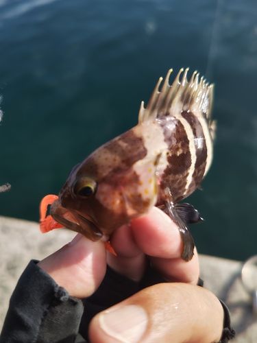 アオハタの釣果