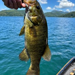 スモールマウスバス