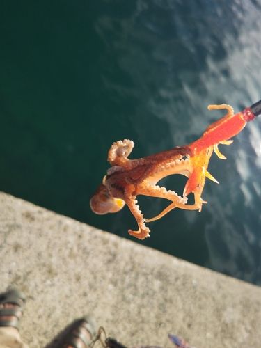 タコの釣果
