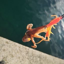 タコ