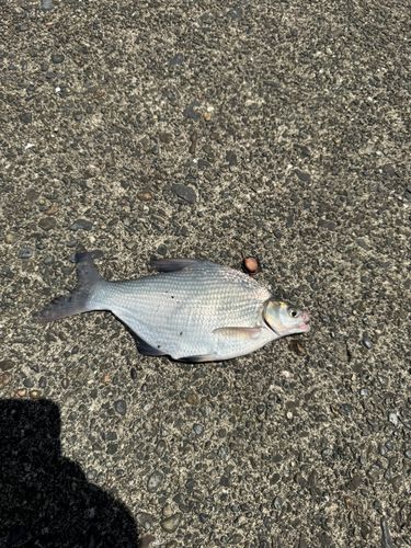 ダントウボウの釣果