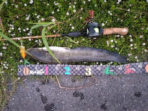ナマズの釣果