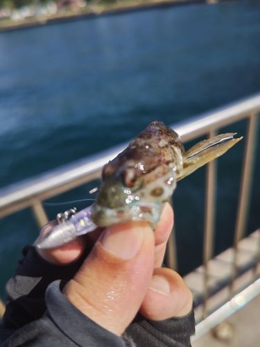 アナハゼの釣果