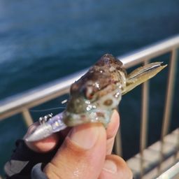アナハゼ