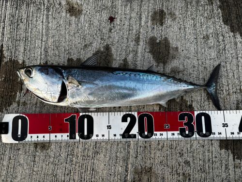 マルソウダの釣果