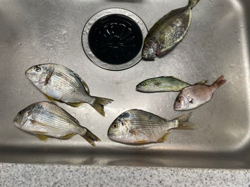 ヘダイの釣果