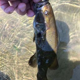 スモールマウスバス