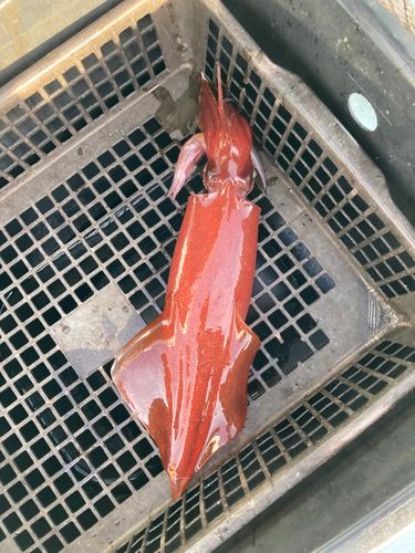 ケンサキイカの釣果