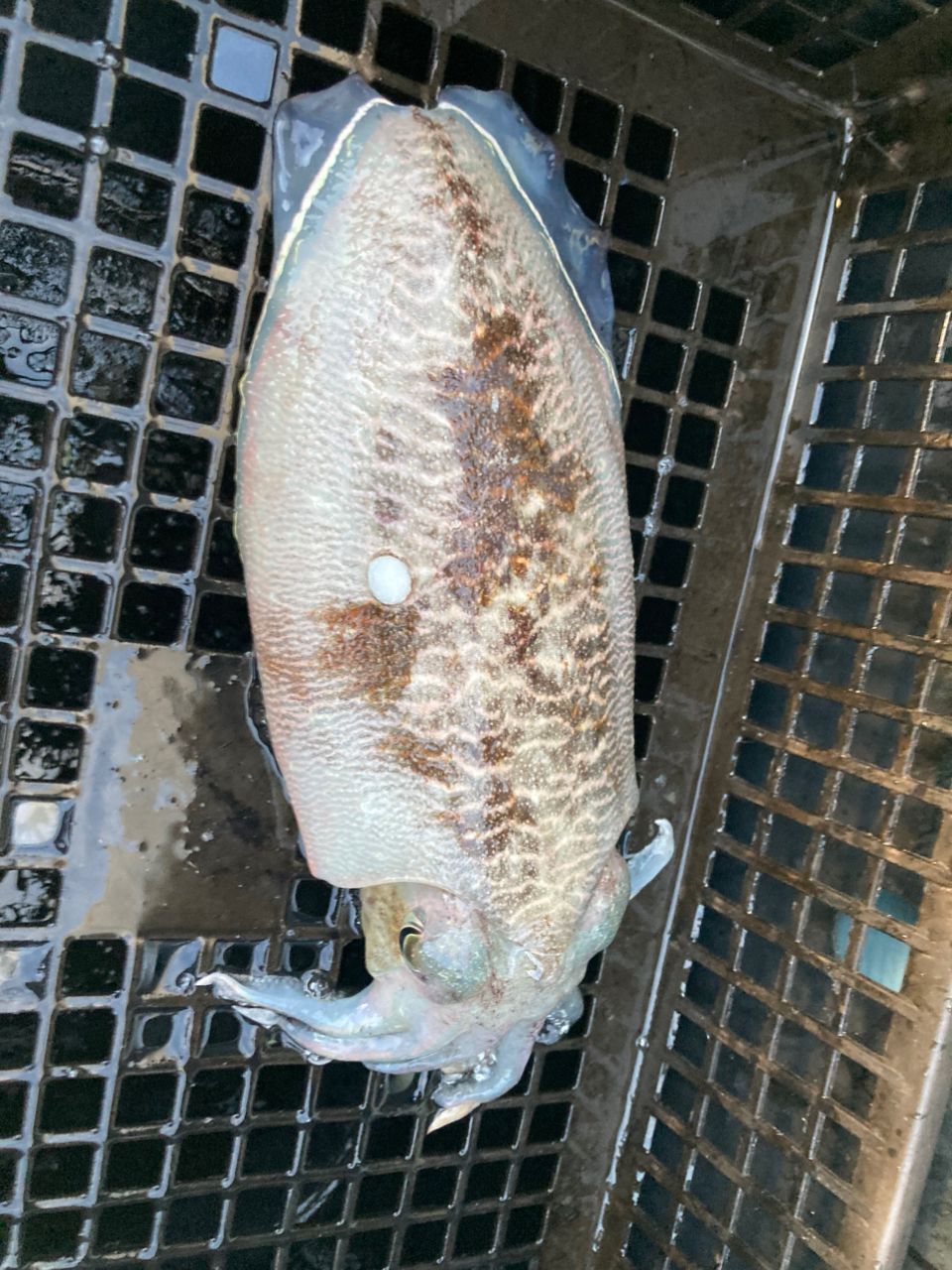 angler_hajimeさんの釣果 2枚目の画像