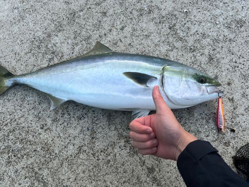 ワラサの釣果