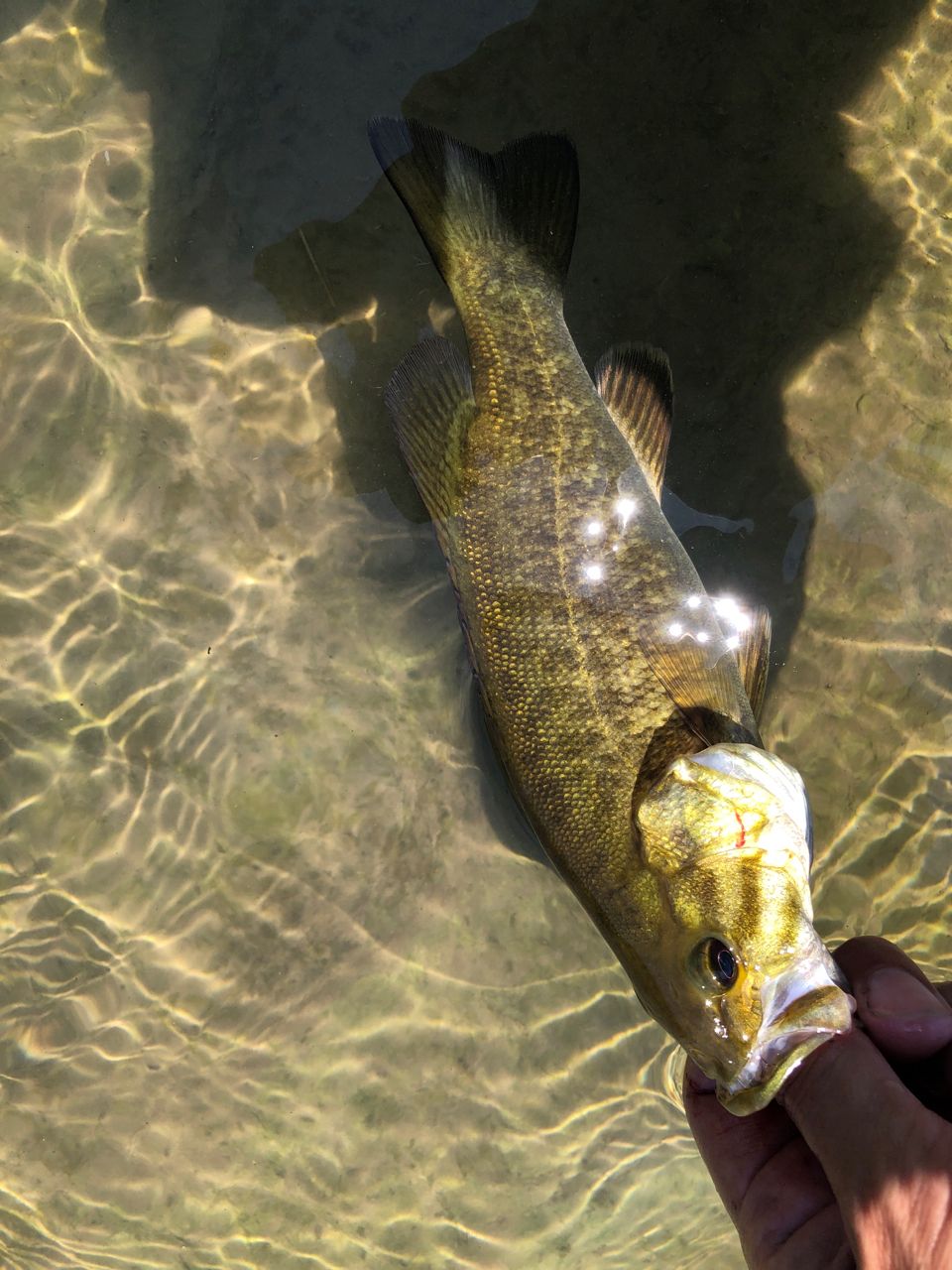 スモールマウスバス