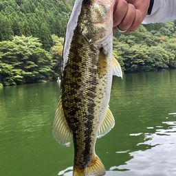 ブラックバス