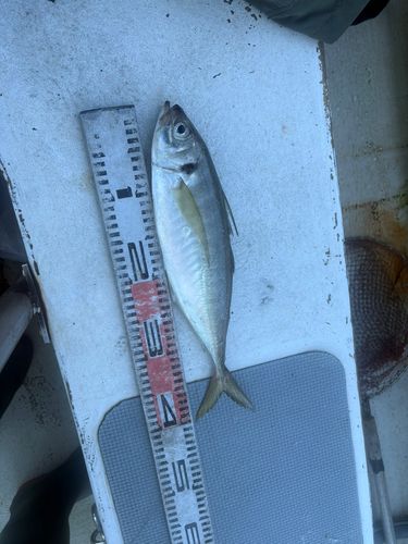 オニアジの釣果