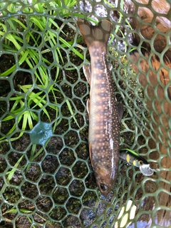 イワナの釣果