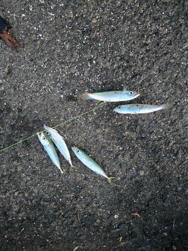 サバの釣果