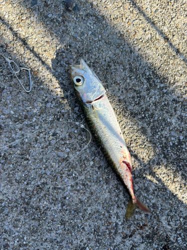 サバの釣果