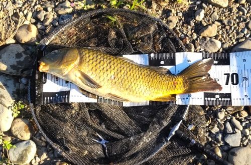 コイの釣果