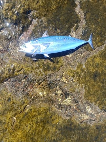 ソウダガツオの釣果