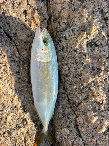 モジャコの釣果