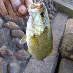 スモールマウスバス