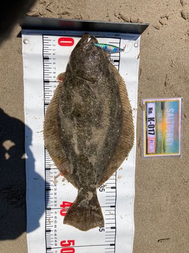 ヒラメの釣果