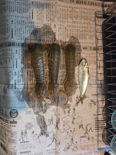 シャコエビの釣果