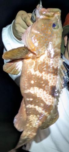 キジハタの釣果