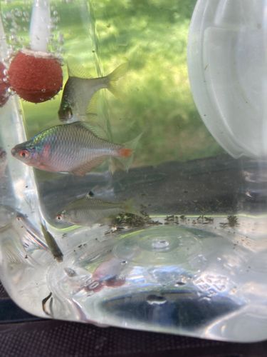 タイリクバラタナゴの釣果