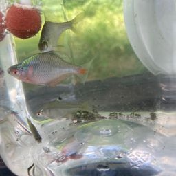 タイリクバラタナゴ