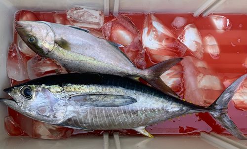 キハダマグロの釣果