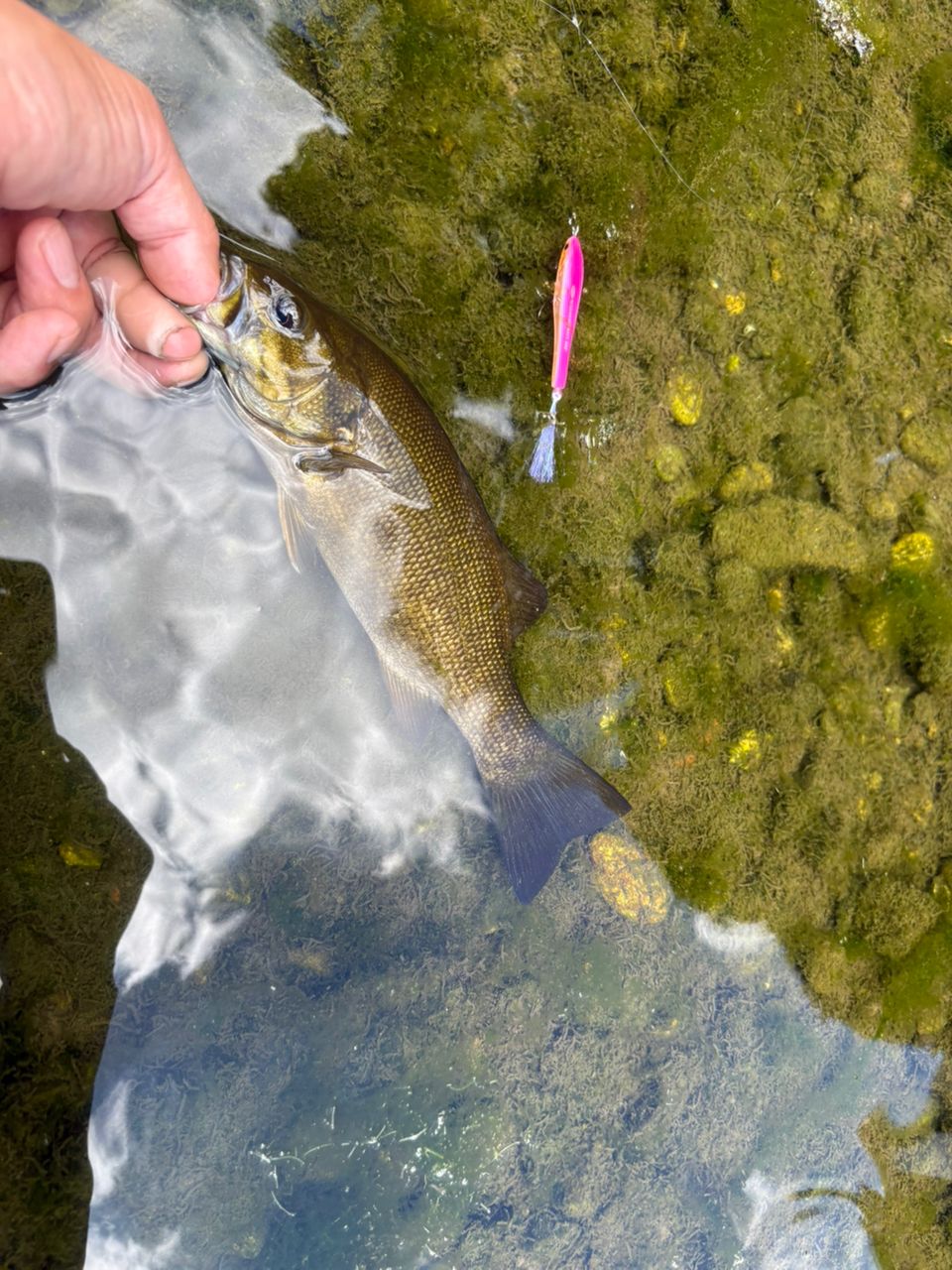 スモールマウスバス