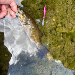 スモールマウスバス