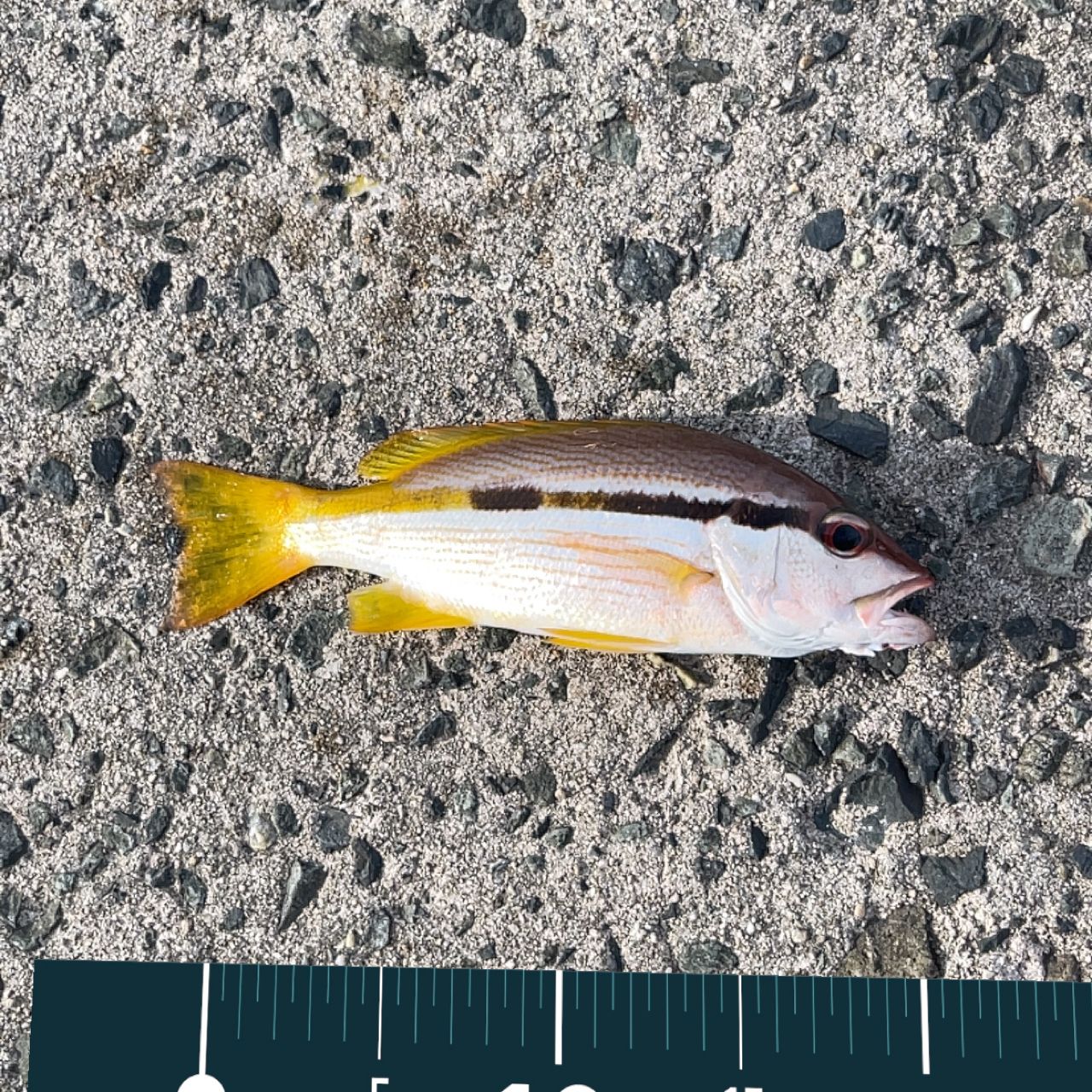 ヨコスジフエダイ