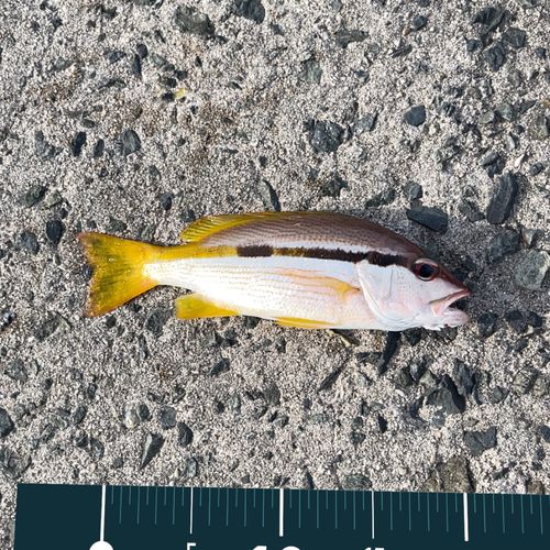 ヨコスジフエダイの釣果