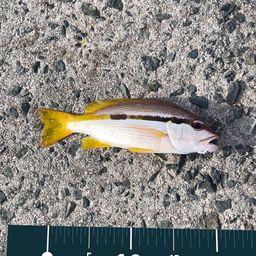 ヨコスジフエダイ