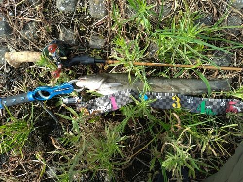 ナマズの釣果