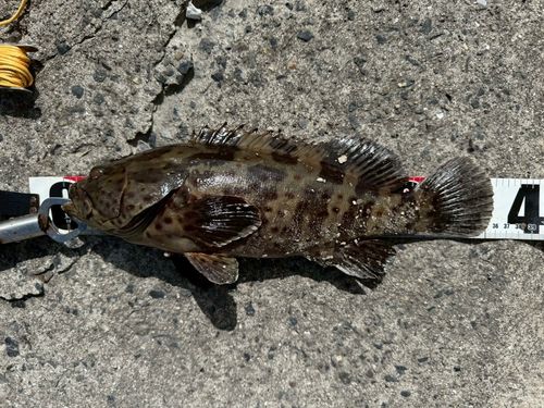 チャイロマルハタの釣果